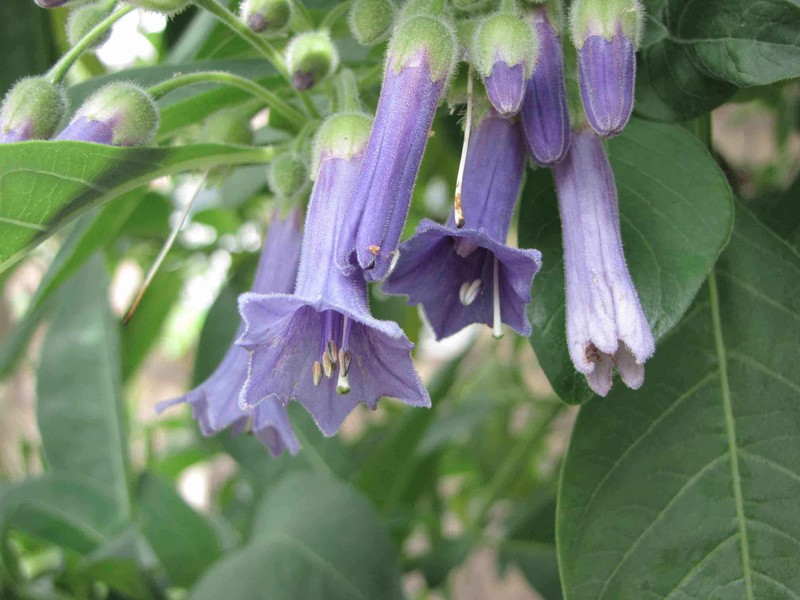 Iochroma warscewiczii photo 5