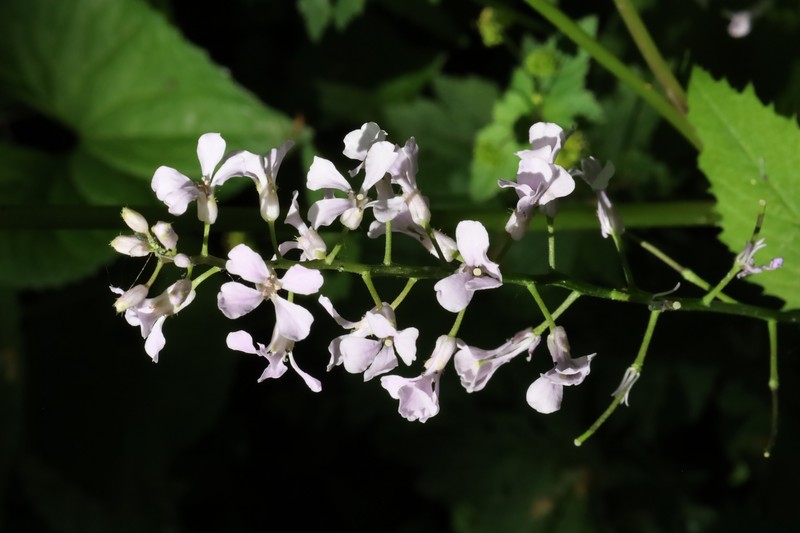 Purplerocket photo 4