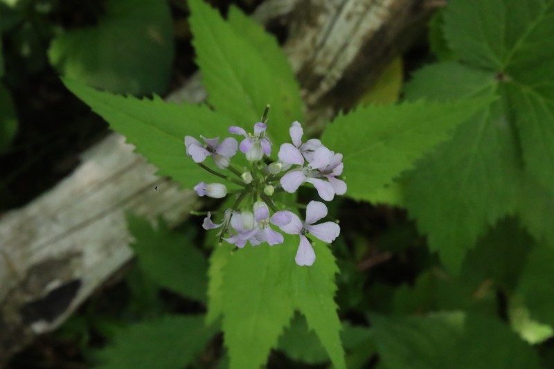Purplerocket photo 5