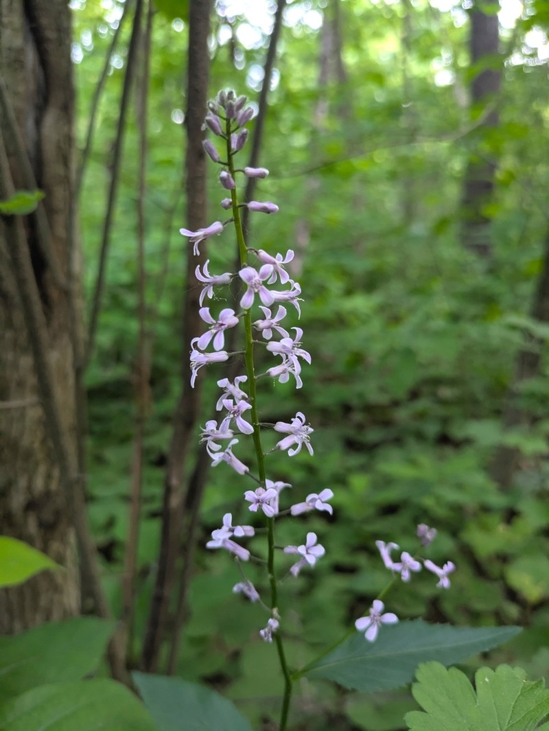 Purplerocket