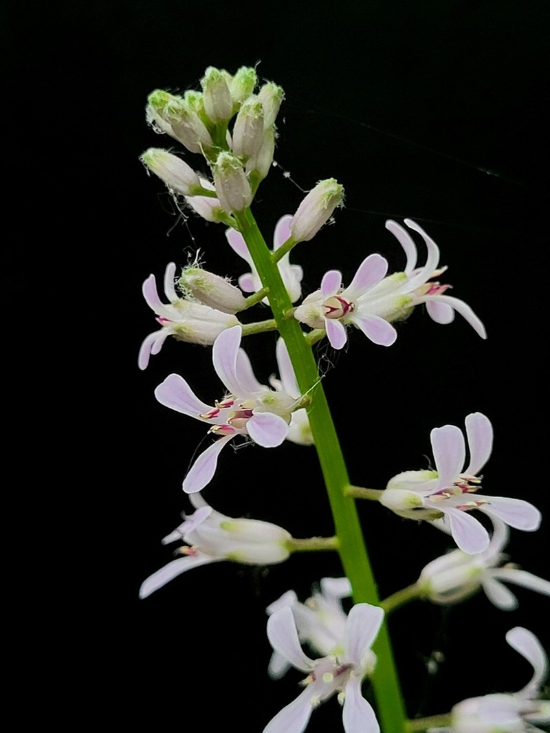 Purplerocket photo 6