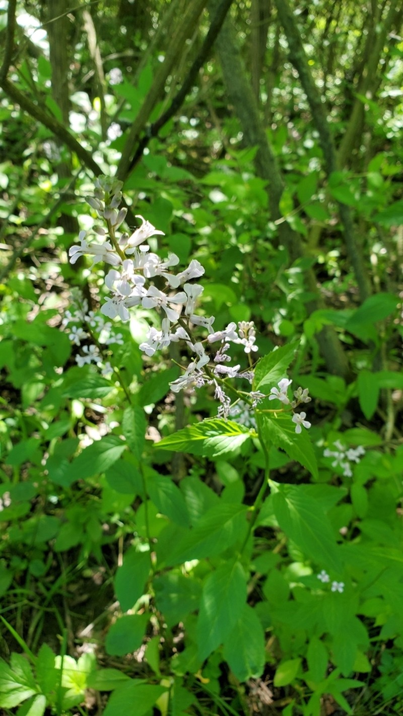 Purplerocket photo 7