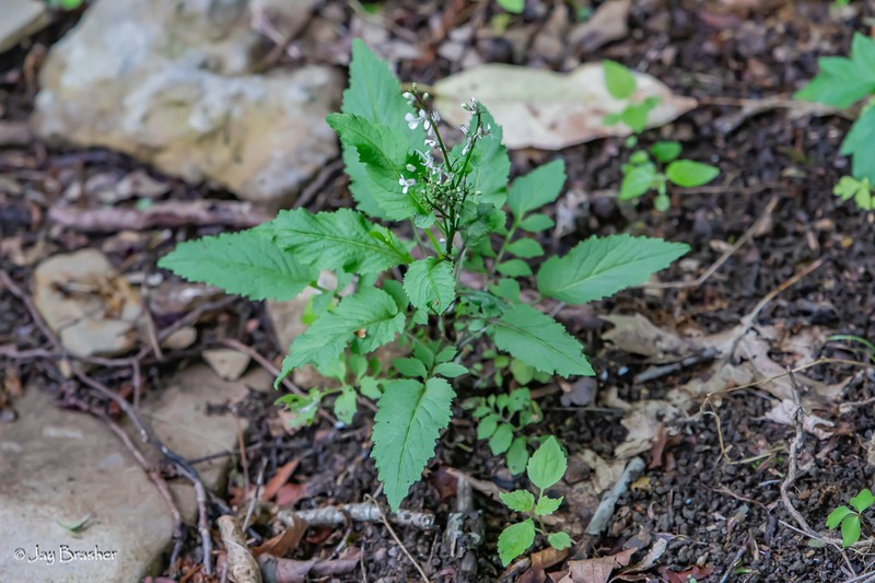 Purplerocket photo 8