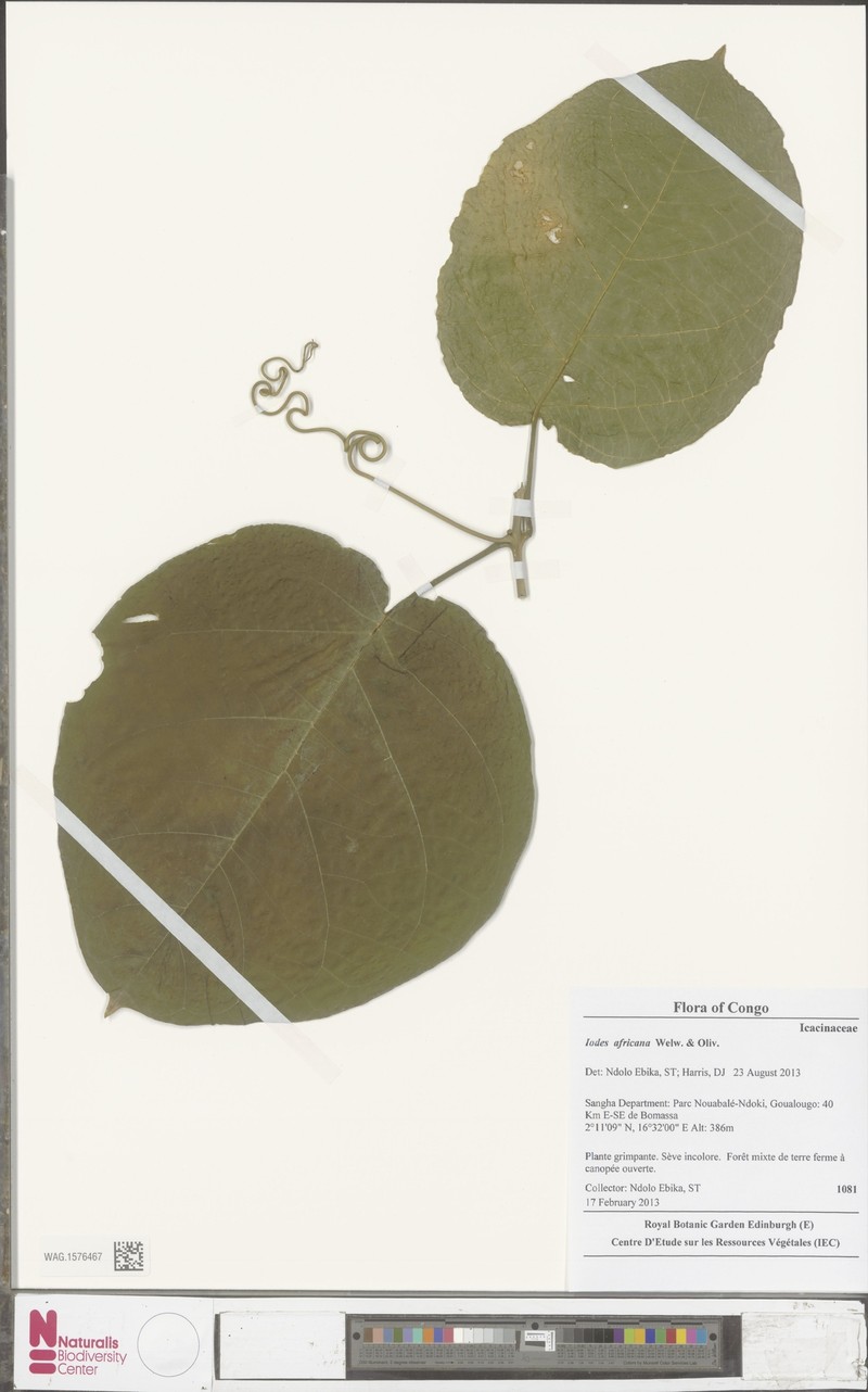 Iodes africana