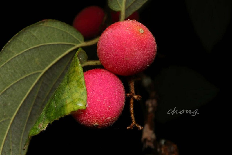 Iodes cirrhosa