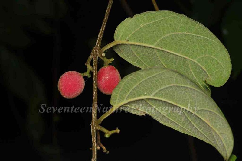 Iodes cirrhosa photo 2