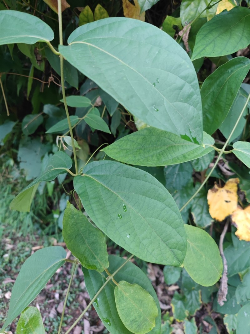Iodes cirrhosa photo 3