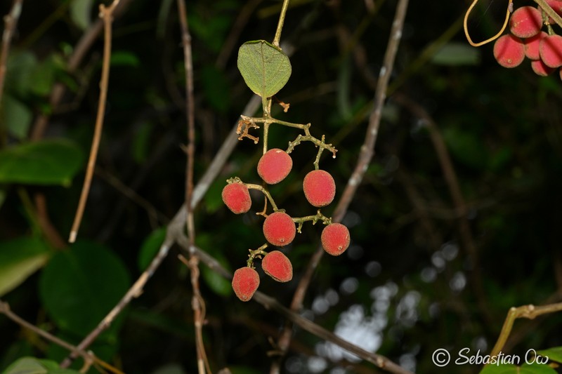 Iodes cirrhosa photo 4