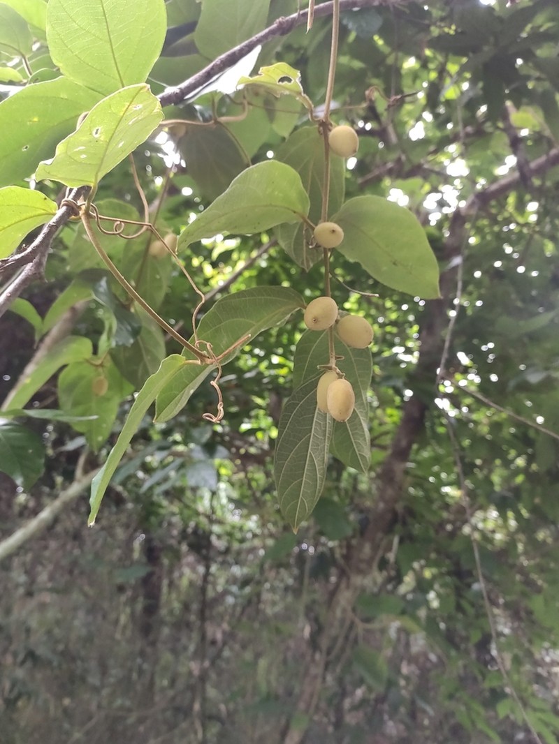Iodes cirrhosa photo 5