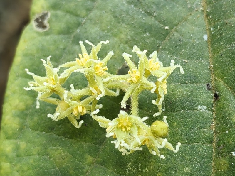 Iodes cirrhosa photo 6
