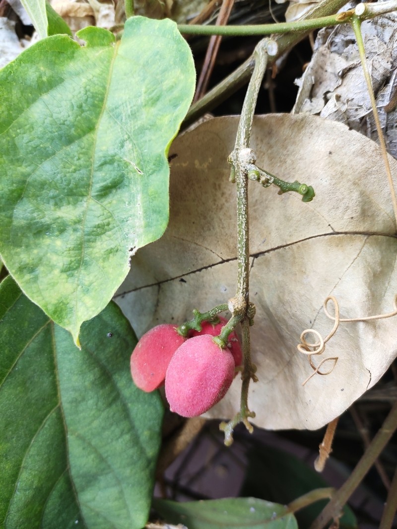 Iodes cirrhosa photo 7