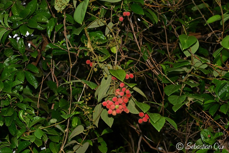Iodes cirrhosa photo 8