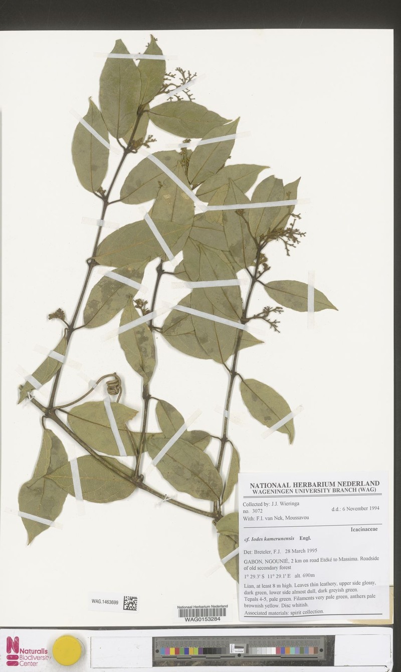 Iodes kamerunensis photo 2