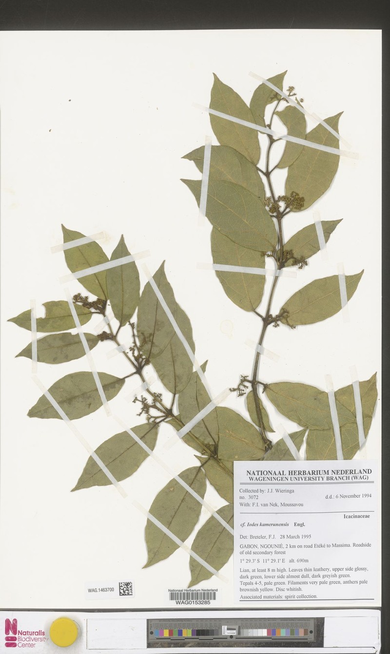 Iodes kamerunensis photo 4