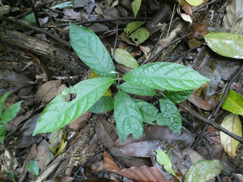 Iodes ovalis photo 2