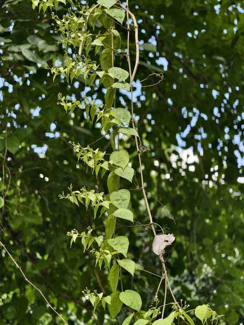 Iodes philippinensis