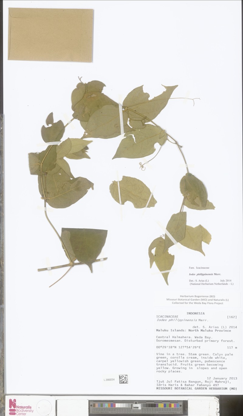 Iodes philippinensis photo 2