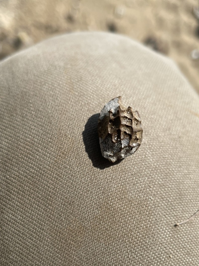 Iodes reticulata