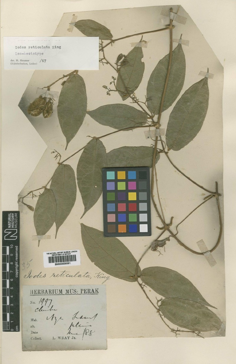 Iodes reticulata photo 2