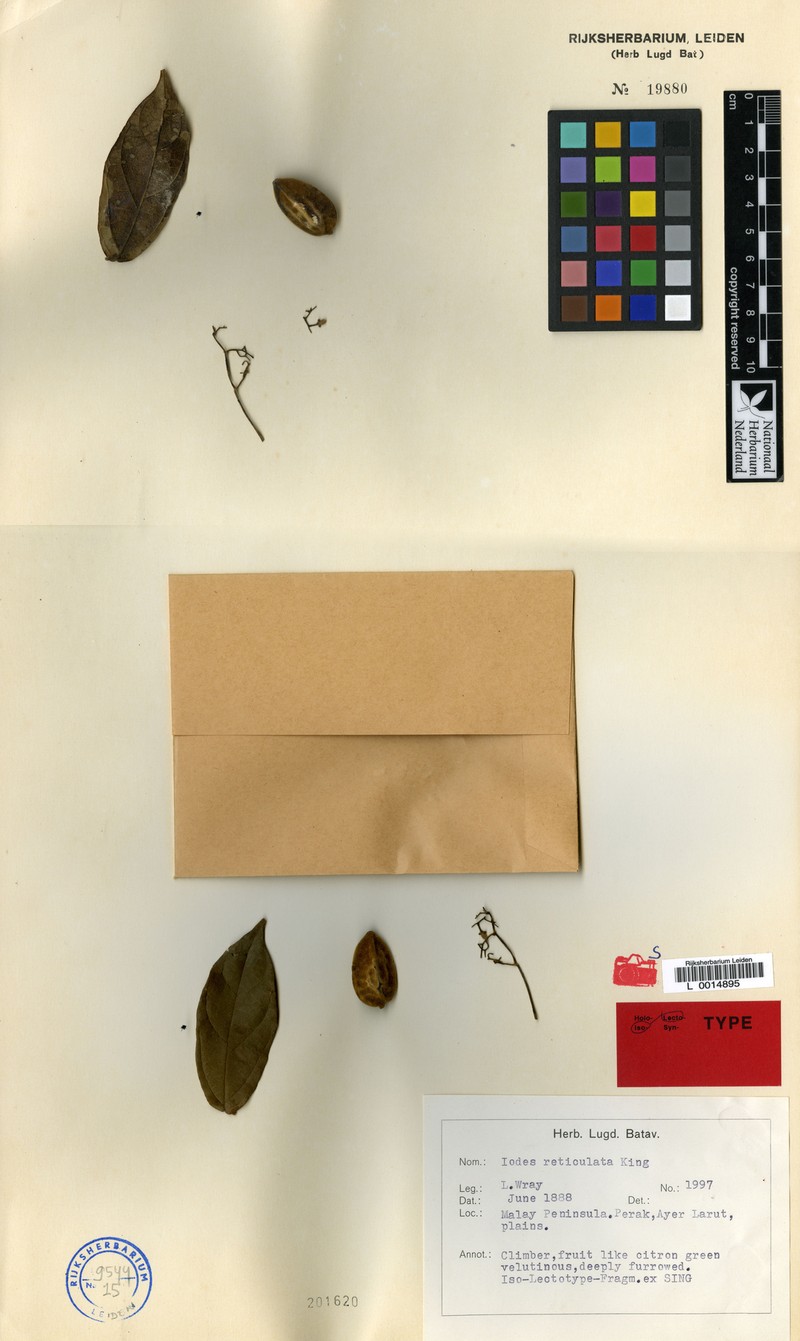 Iodes reticulata photo 3