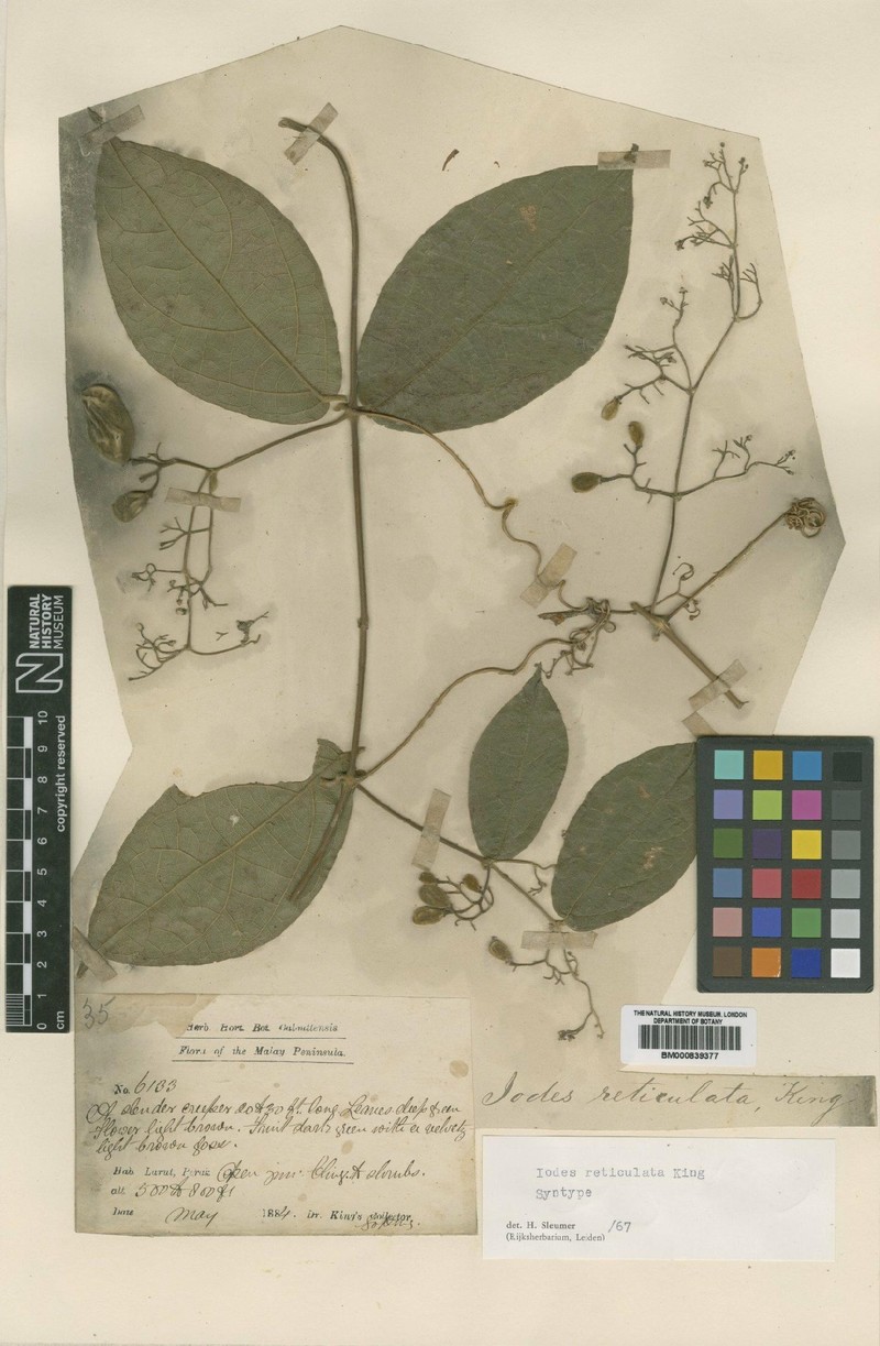Iodes reticulata photo 4