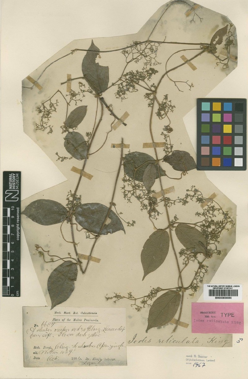 Iodes reticulata photo 5