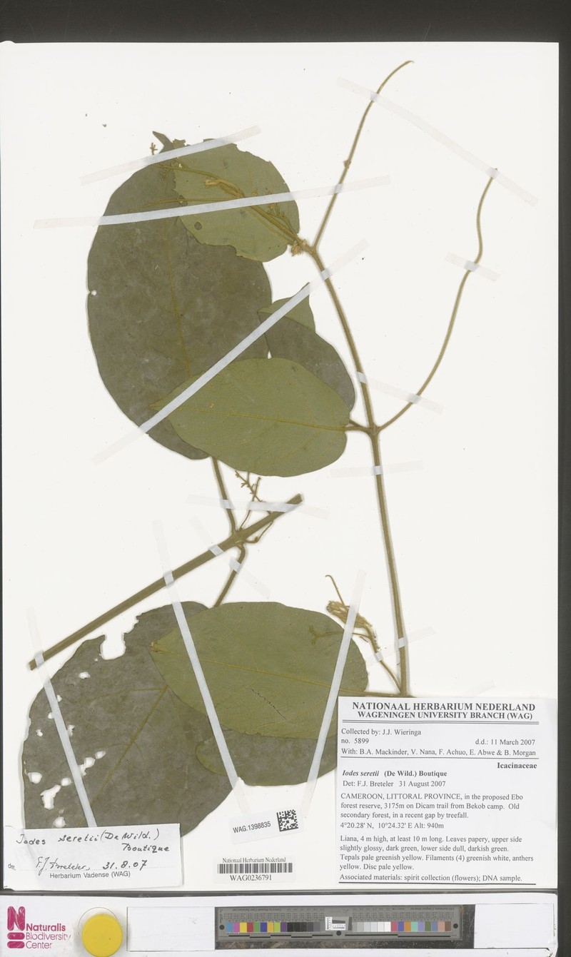 Iodes seretii photo 3