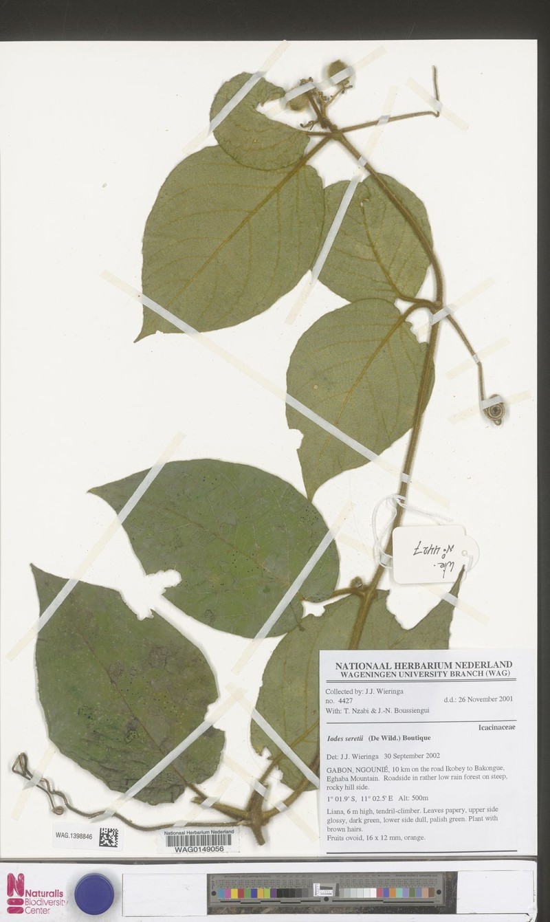 Iodes seretii photo 4