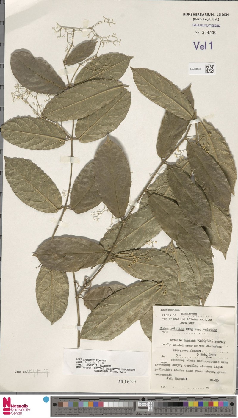 Iodes velutina photo 2