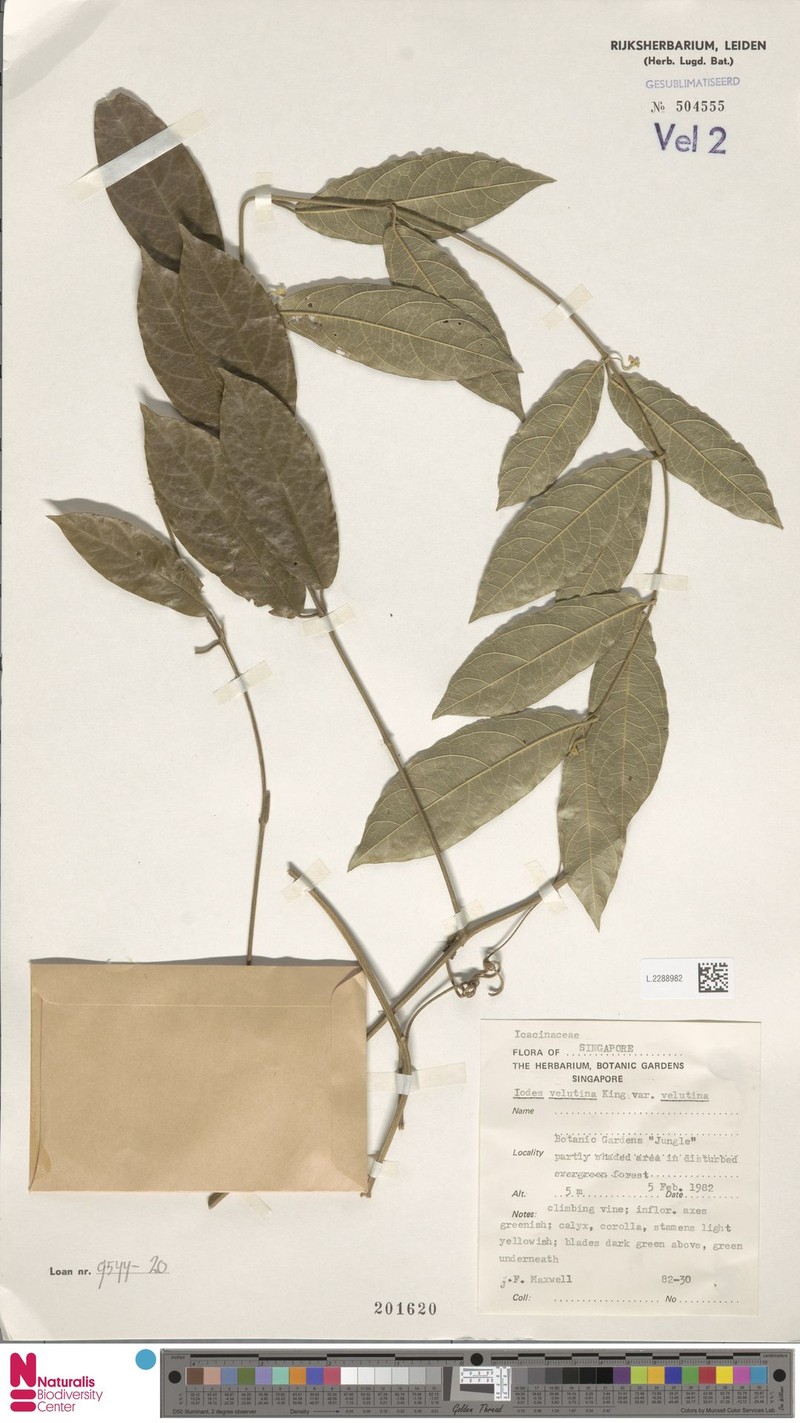 Iodes velutina photo 3