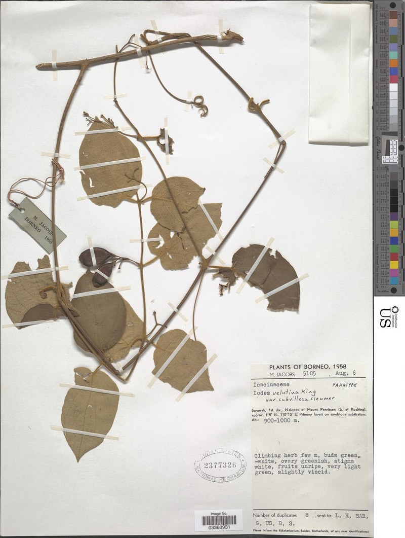 Iodes velutina photo 4