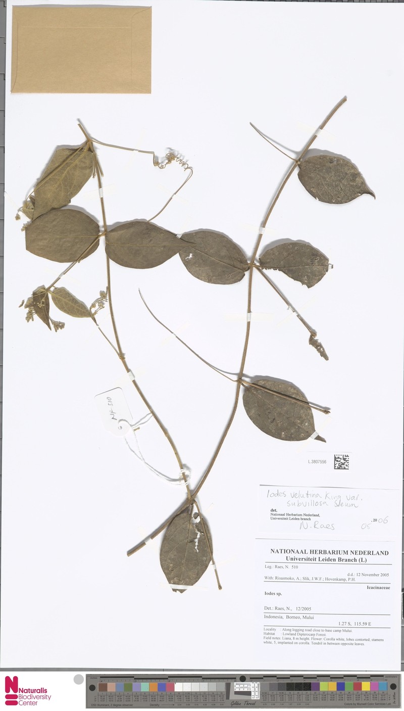 Iodes velutina var. subvillosa