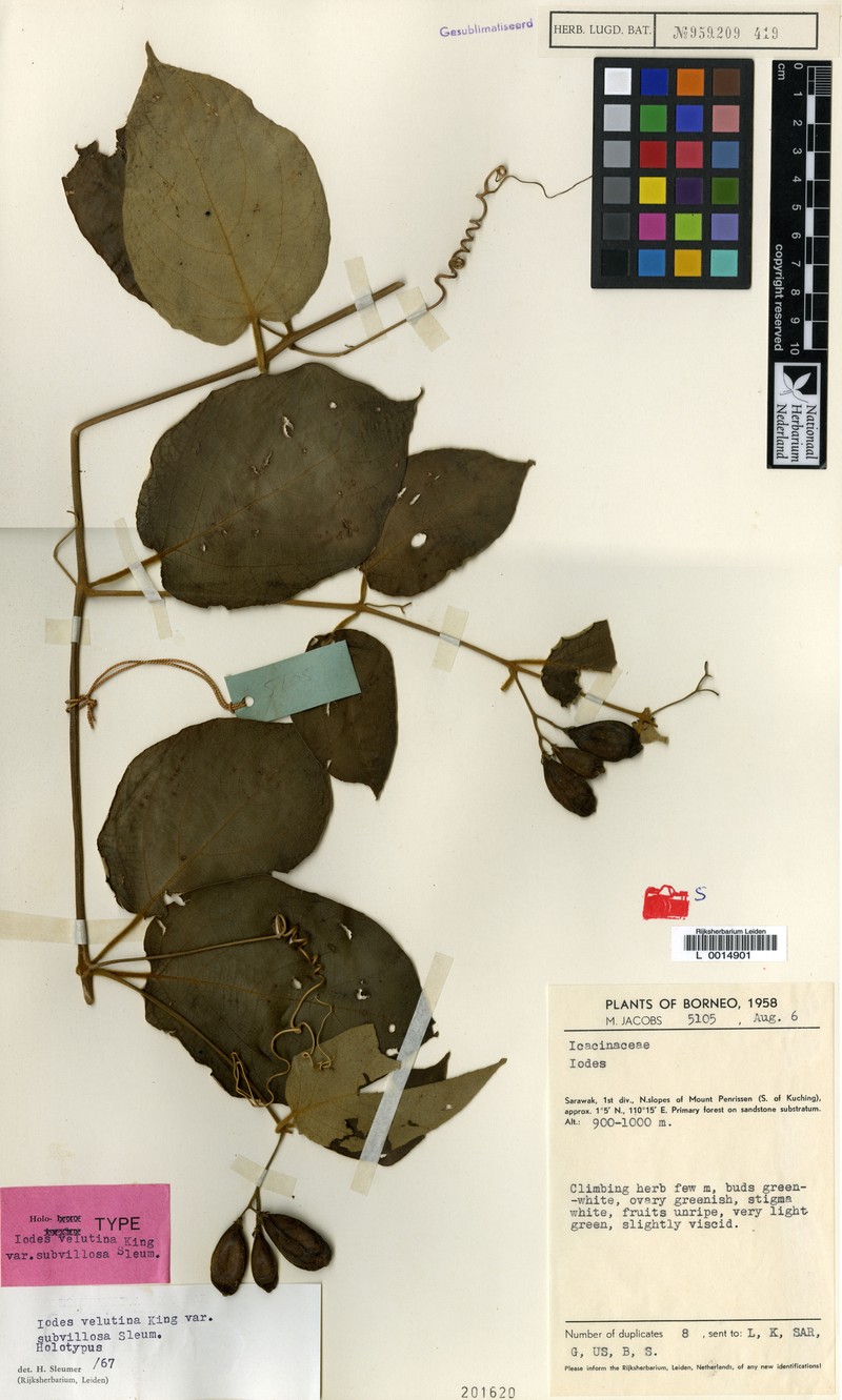 Iodes velutina var. subvillosa photo 2