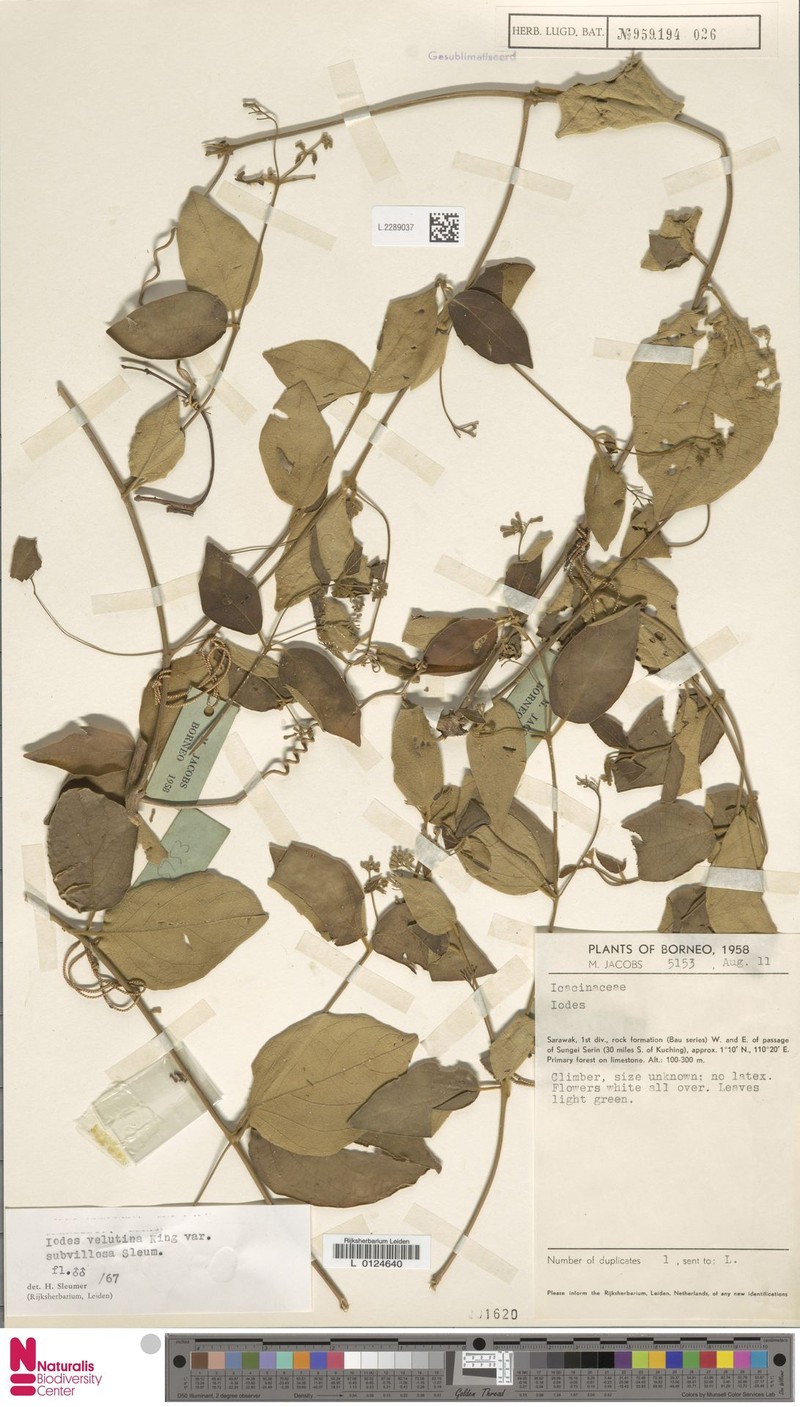 Iodes velutina var. subvillosa photo 3