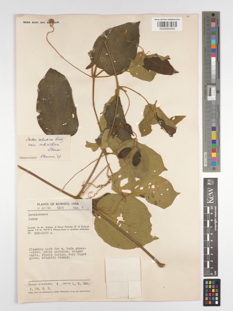 Iodes velutina var. subvillosa photo 4