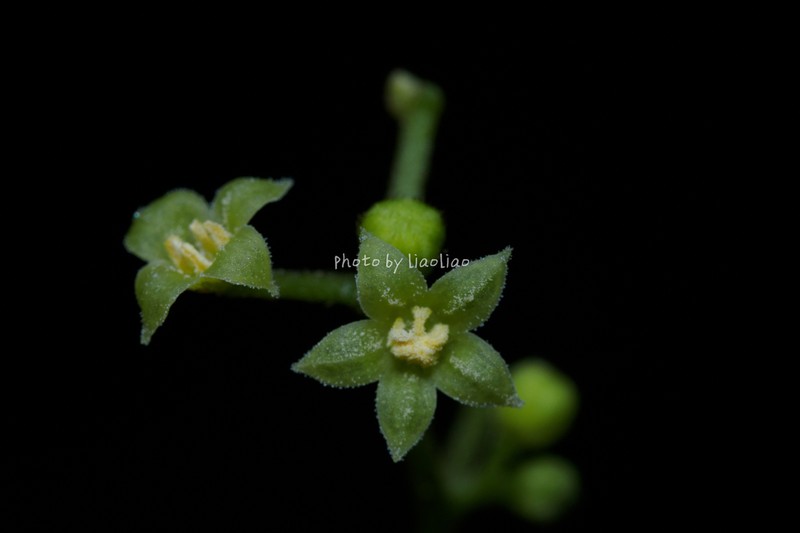 Iodes vitiginea