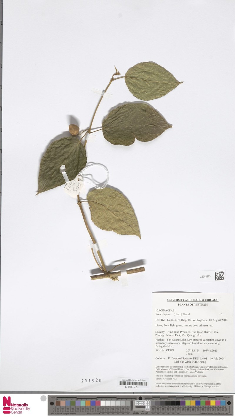 Iodes vitiginea photo 6
