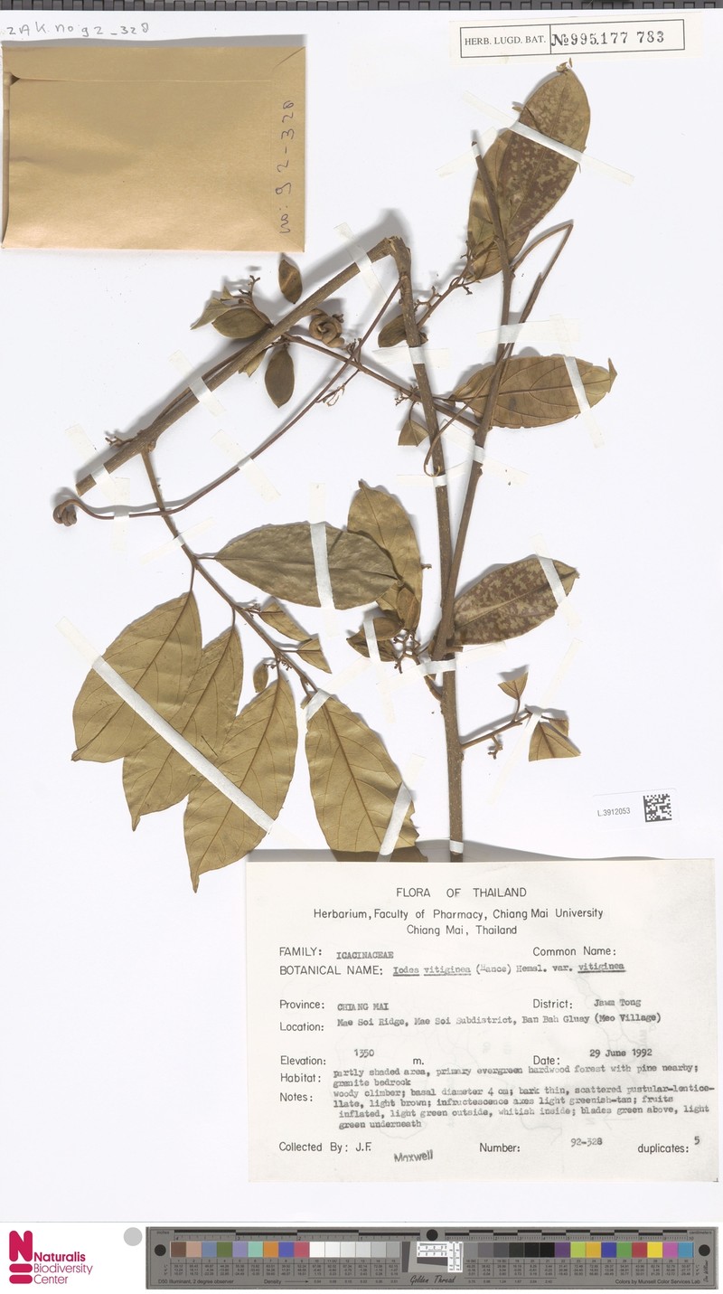 Iodes vitiginea var. vitiginea photo 2