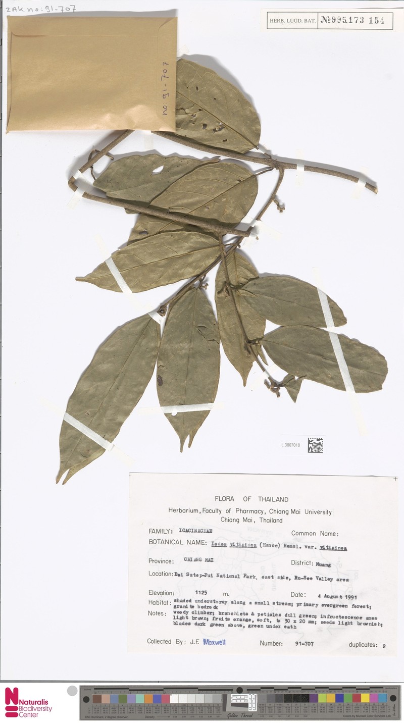 Iodes vitiginea var. vitiginea photo 3