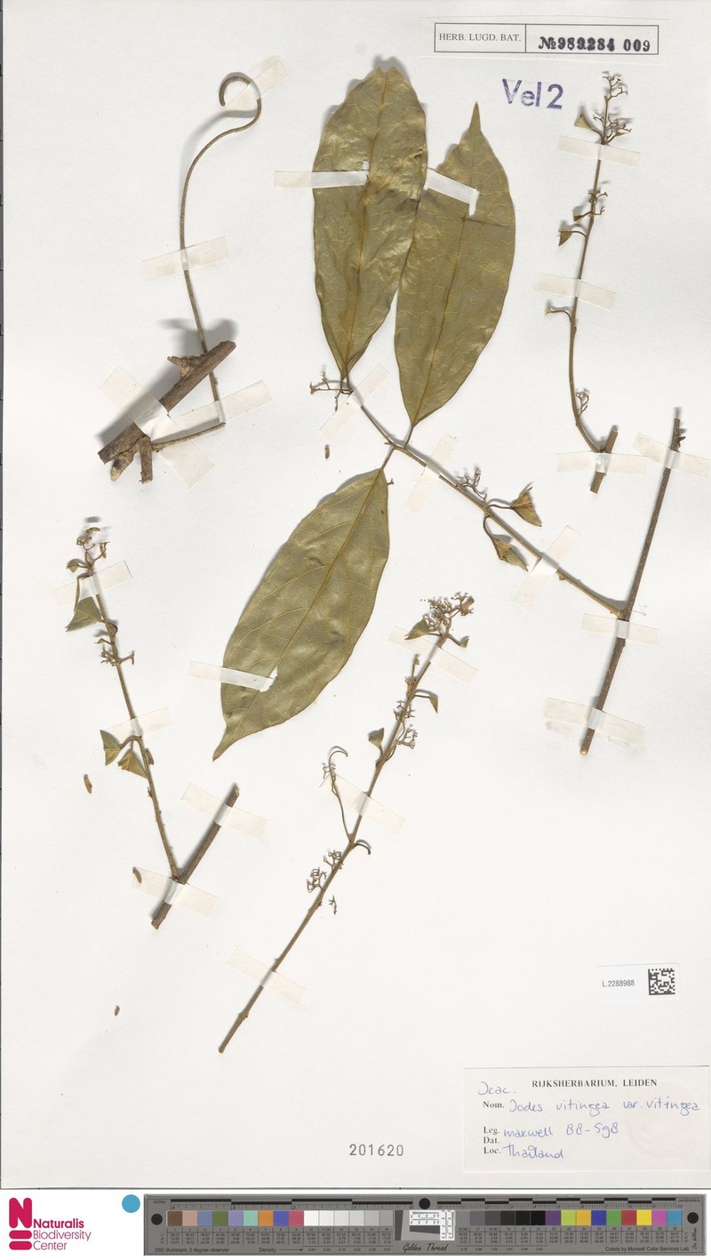 Iodes vitiginea var. vitiginea photo 4