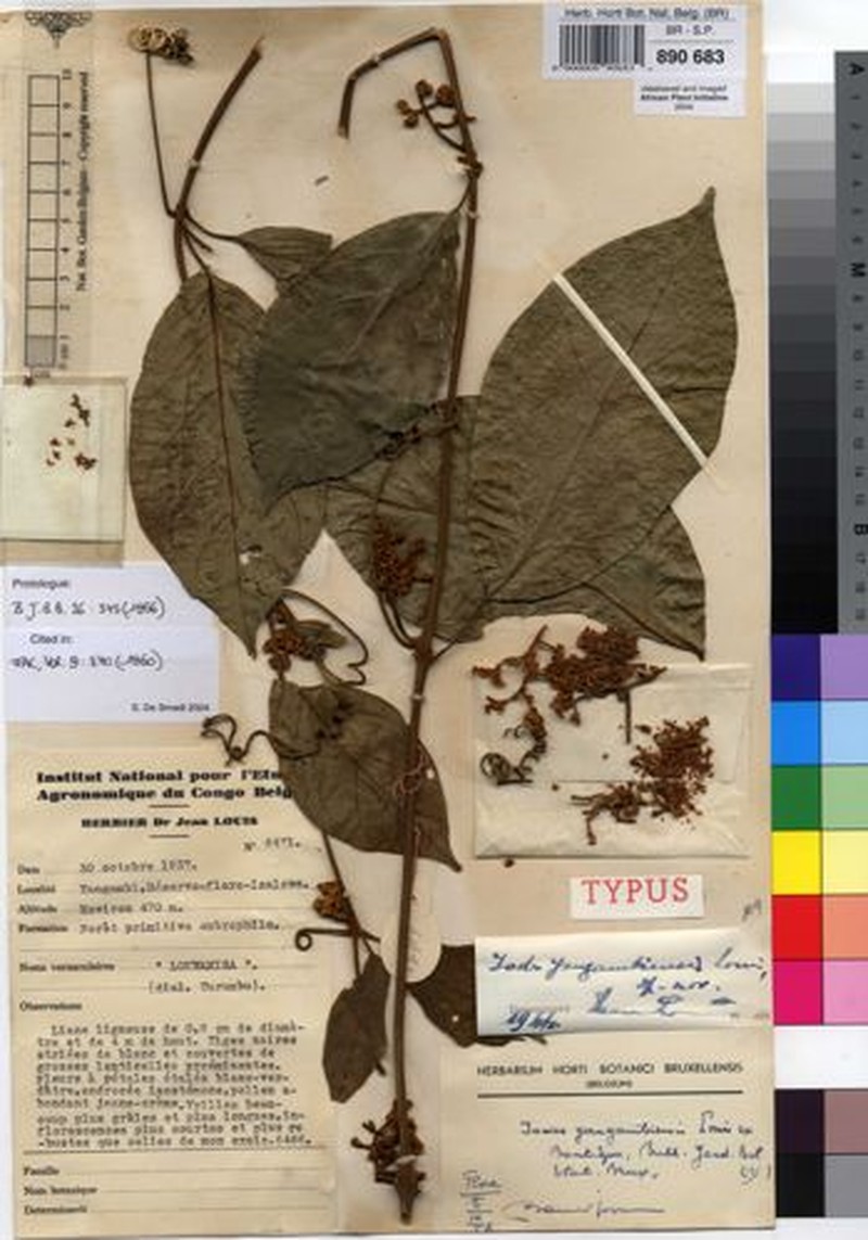 Iodes yangambiensis