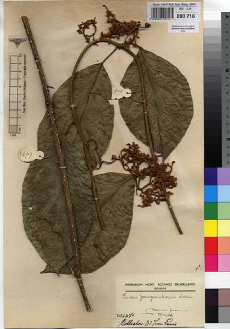 Iodes yangambiensis photo 2