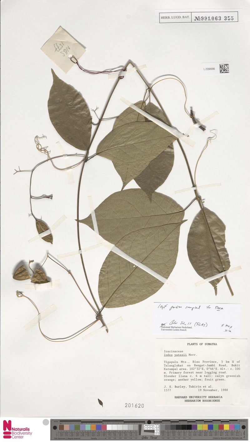 Iodes yatesii