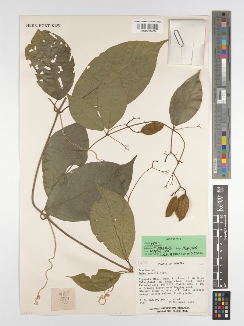 Iodes yatesii photo 2
