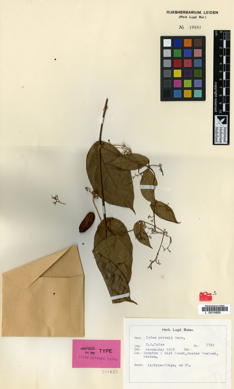 Iodes yatesii photo 3