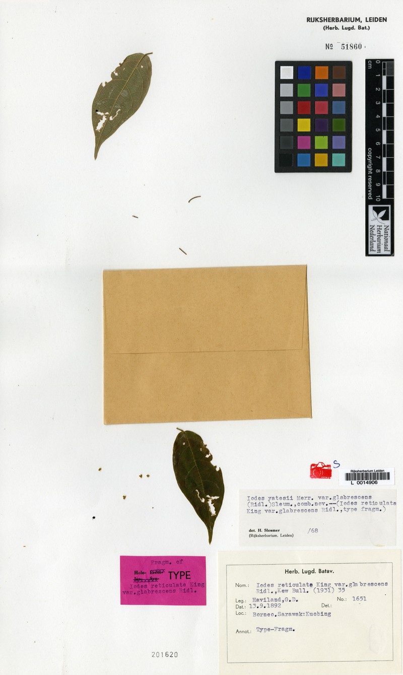 Iodes yatesii var. glabrescens