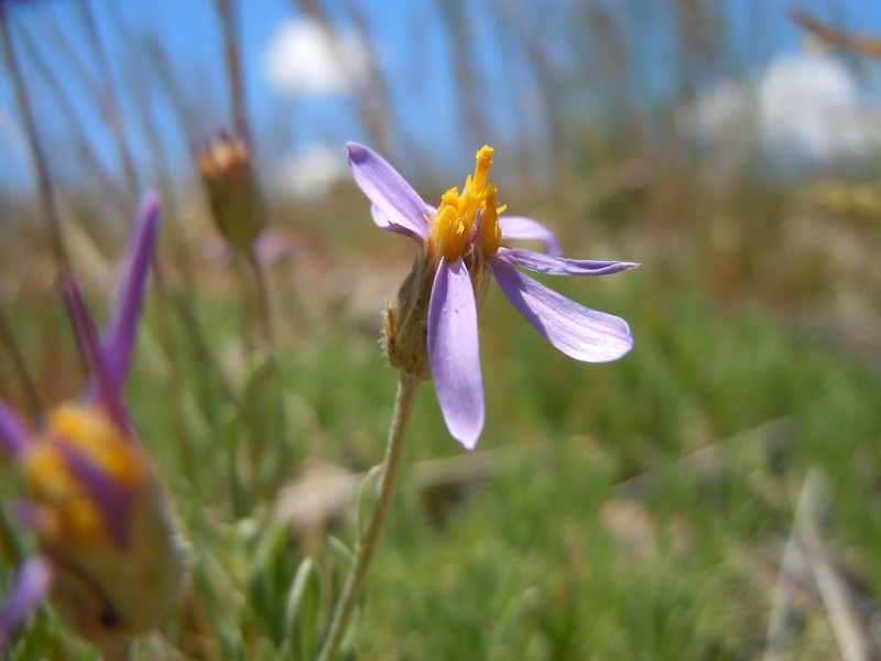 Lava Aster photo 5