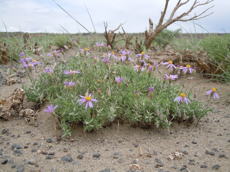 Lava Aster photo 2