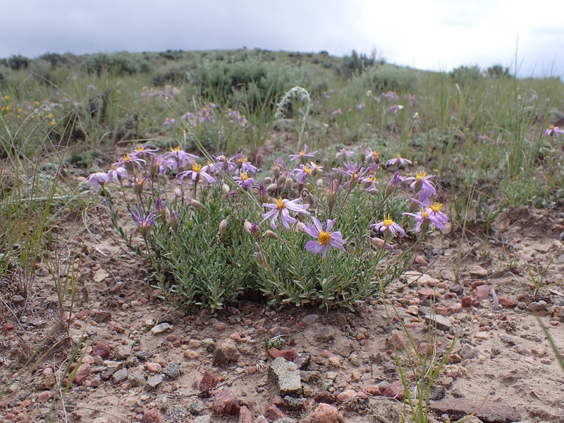 Lava Aster photo 3