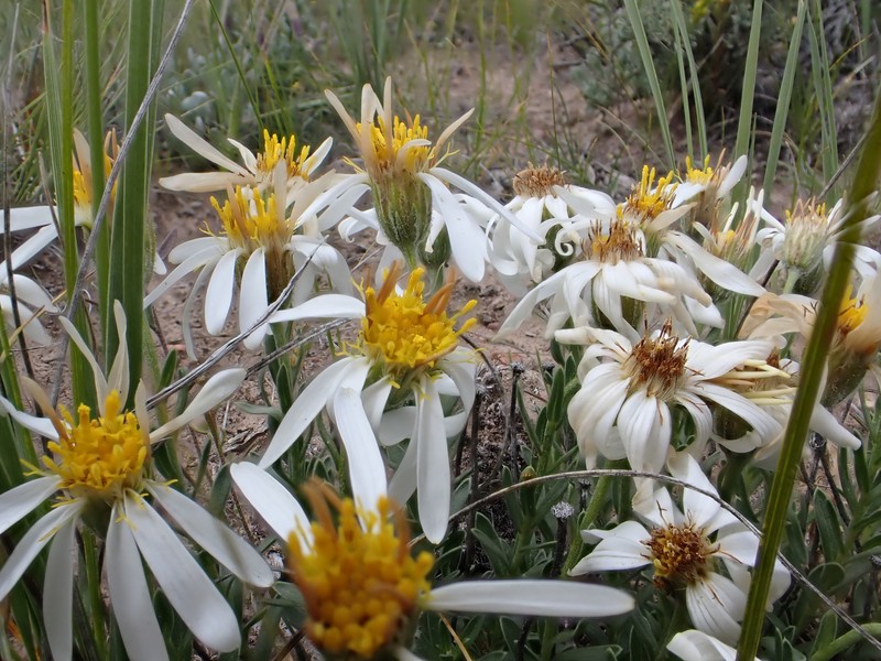 Lava Aster photo 4